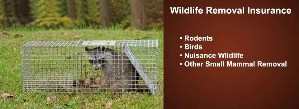 nuisance-wildlife-removal-operator-insurance Nuisance Wildlife Removal Insurance