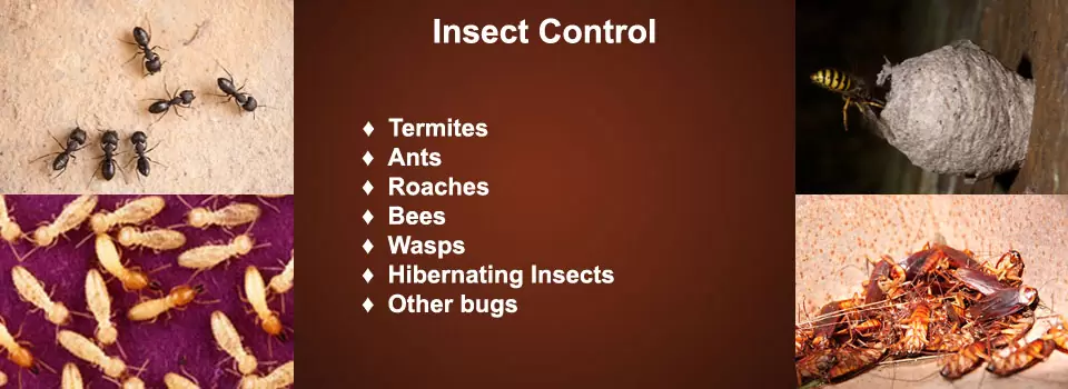 pest-control-insurance pest control insurance